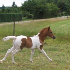 Pinto Shillinaards Waldemar