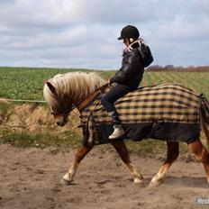 Haflinger Dreams Archi