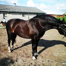 Welsh Cob (sec D) Valhallas Maggie May