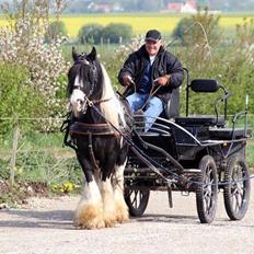 Irish Cob Jesper af Høvegård