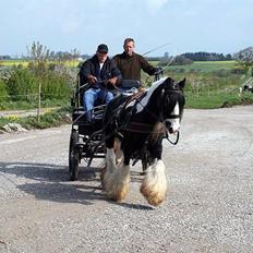 Irish Cob Jesper af Høvegård