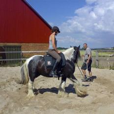 Irish Cob Jesper af Høvegård