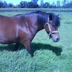 Dartmoor Skovbrynets Freja