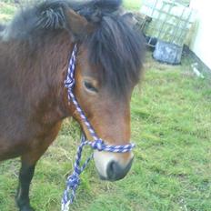 Dartmoor Skovbrynets Freja