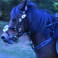 Dartmoor Skovbrynets Freja