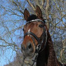 Tysk Varmblod Gentelmann Jazz