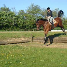 Tysk Varmblod Gentelmann Jazz