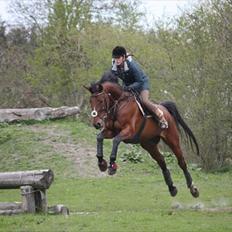 Tysk Varmblod Gentelmann Jazz