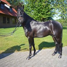 Tysk Sportspony Dr. Doolittle (solgt)