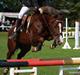 Hollandsk Sportspony Diamant B-pony