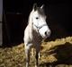Anden særlig race Sebastian<3 Savner dig!