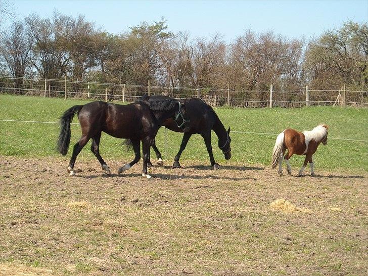 Dansk Varmblod Nice Surprise  - April 2011 billede 13