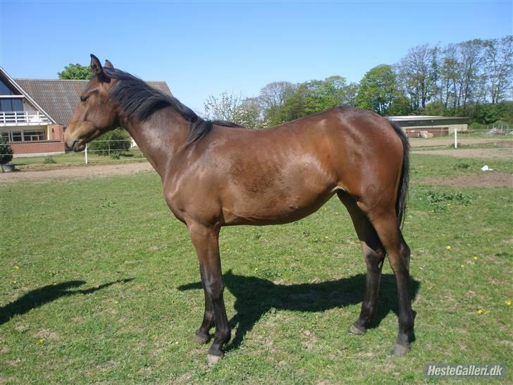 Dansk Varmblod Kastaniegården´s Nivea billede 6