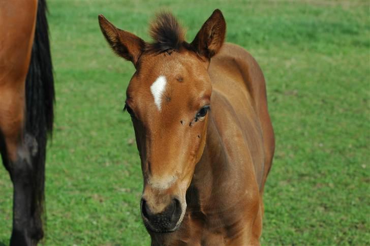 Dansk Varmblod Kastaniegården´s  Nedina  billede 7