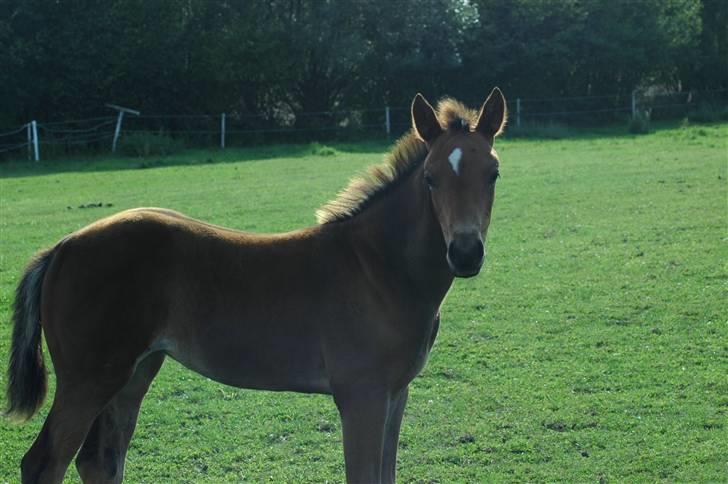Dansk Varmblod Kastaniegården´s  Nedina  billede 8