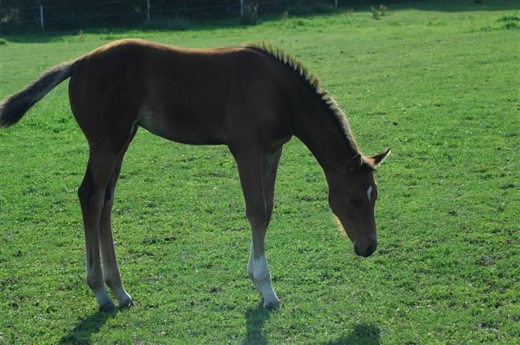 Dansk Varmblod Kastaniegården´s  Nedina  billede 9