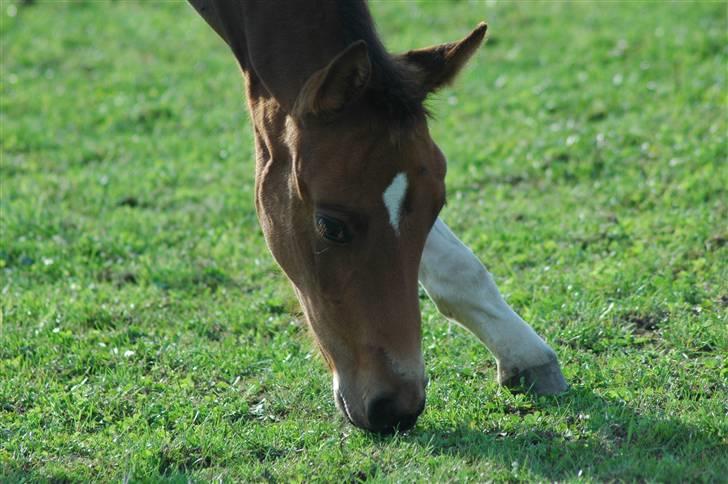 Dansk Varmblod Kastaniegården´s  Nedina  billede 10