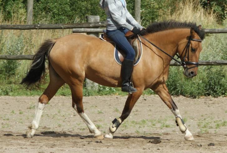 Anden særlig race Holmgaards Jazmin tidl pt - Dressurundervisning før springundervisning - August 2008 billede 3