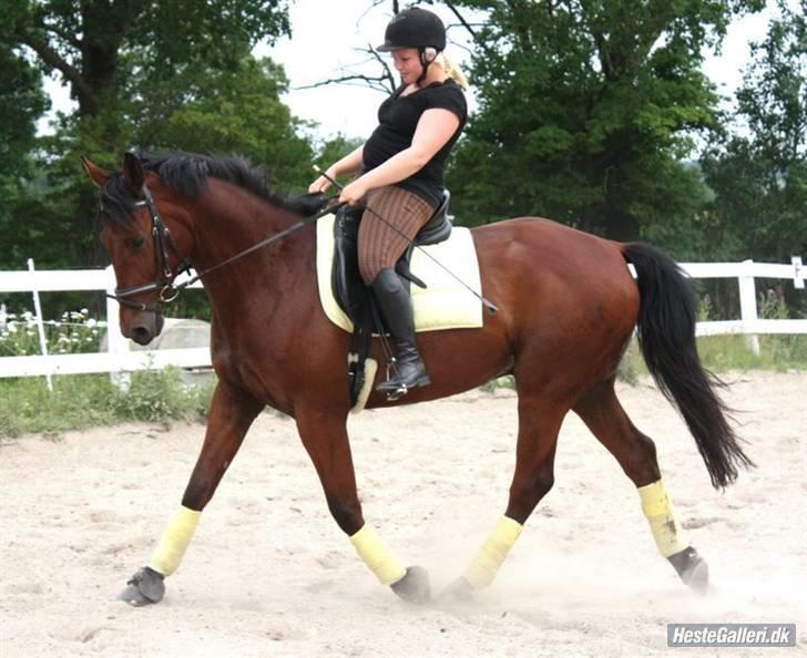 Oldenborg / fuldblod Cadiz <3 - lidt dresur billede 5