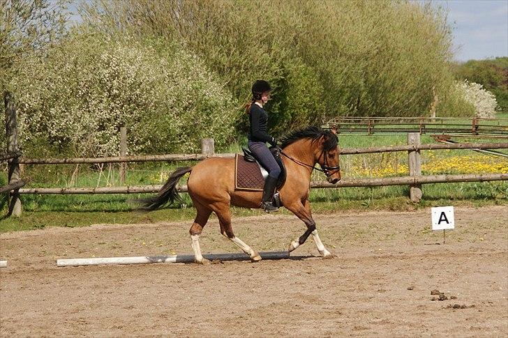 Anden særlig race Holmgaards Jazmin tidl pt - Forår/sommer 2010 billede 4