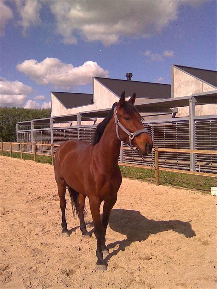 Oldenborg / fuldblod Cadiz <3 - indlagt på Kvl  2009 billede 6