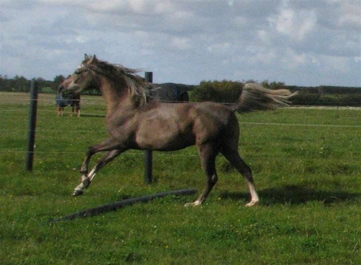 Arabisk fuldblod (OX) Faari Hisaan Star  billede 18