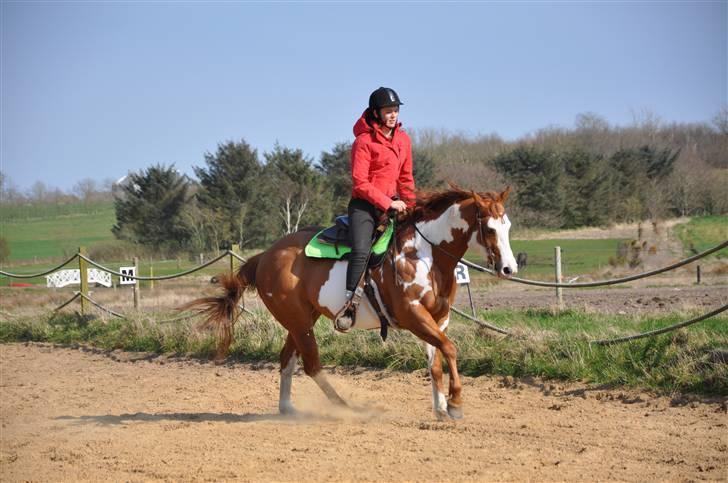 Paint Mills Intimidator - 14. *NYT* Western træning d. 16/4-2009 Taget af: Louise Bech/LB-Foto billede 14