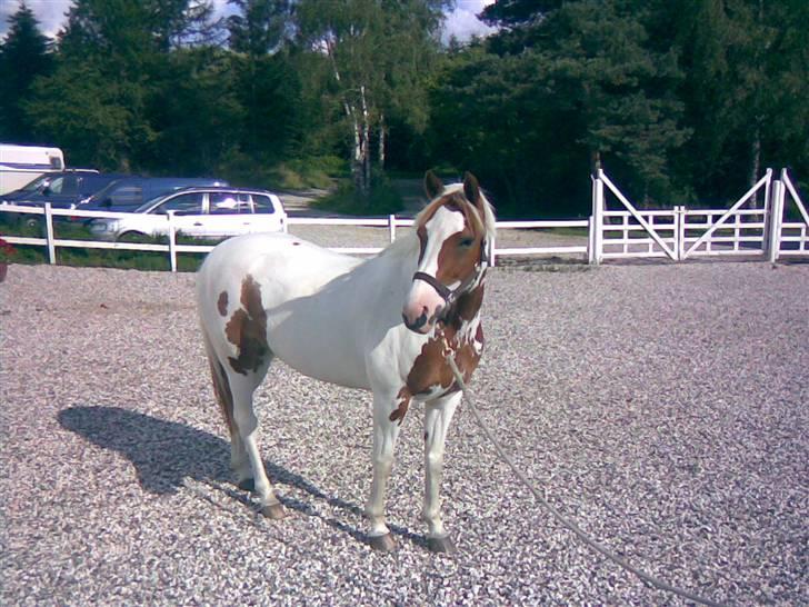 Pinto Bibi billede 6