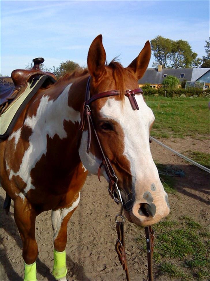 Paint Mills Intimidator - 18. Inden træning d. 18/9-2009 billede 18