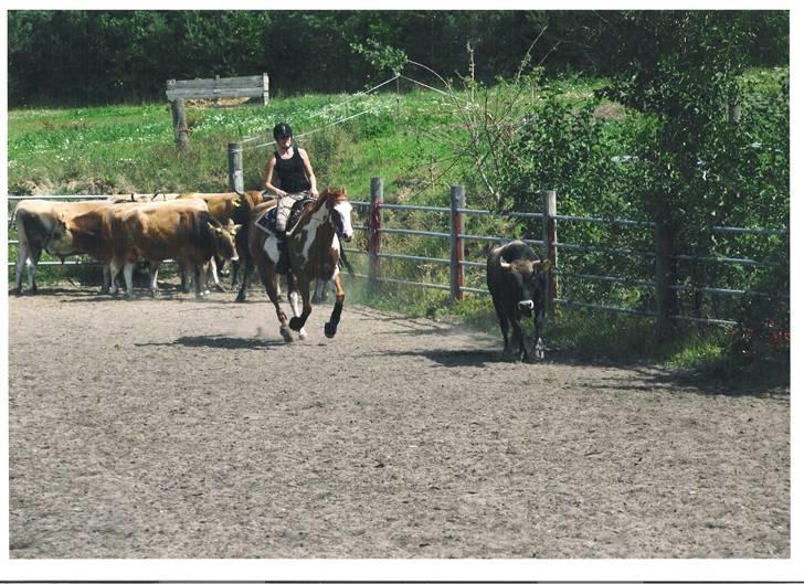 Paint Mills Intimidator - 20. Team penning i Gjern (; Shit det var FUN ! ;D <3 Taget af: Lars Madsen billede 20