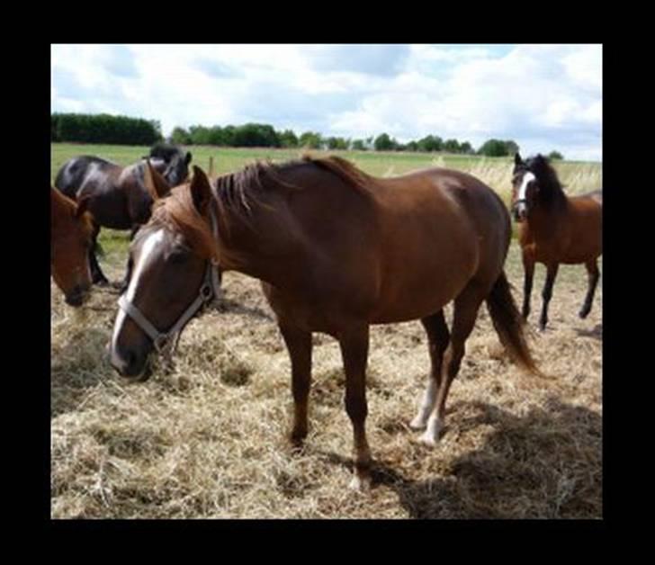 Anden særlig race Gosha. vsr billede 8