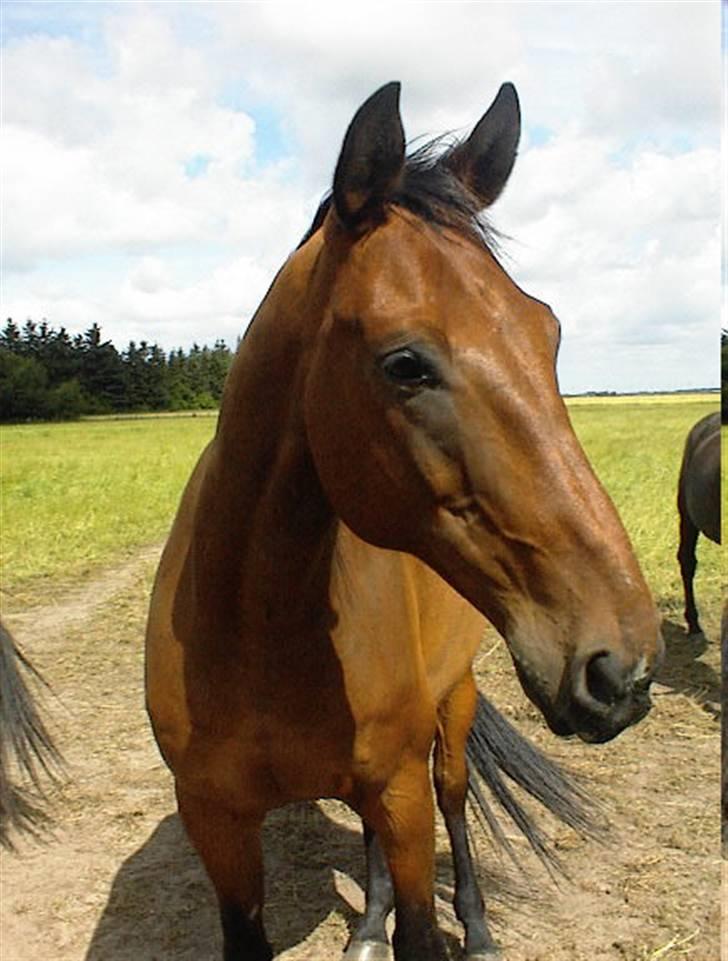 Dansk Varmblod Santos Vejen - Sommer 2001 billede 1