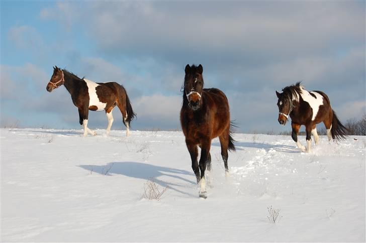 Pinto Storgaards Isabella - Følle i sneen januar 2010 billede 9
