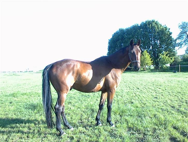 Dansk Varmblod Santos Vejen - Juni 2006 billede 3