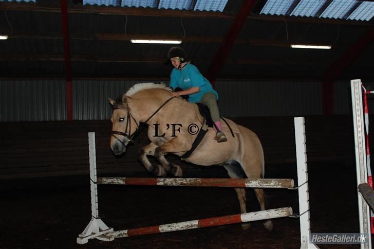 Fjordhest Pop (har passet) R.I.P<3 - Venlist Lånt af Lene (L´F) billede 20