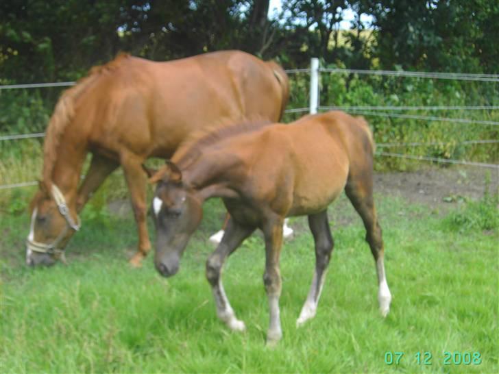 Dansk Varmblod kolindgaards maggiSOLGT billede 9