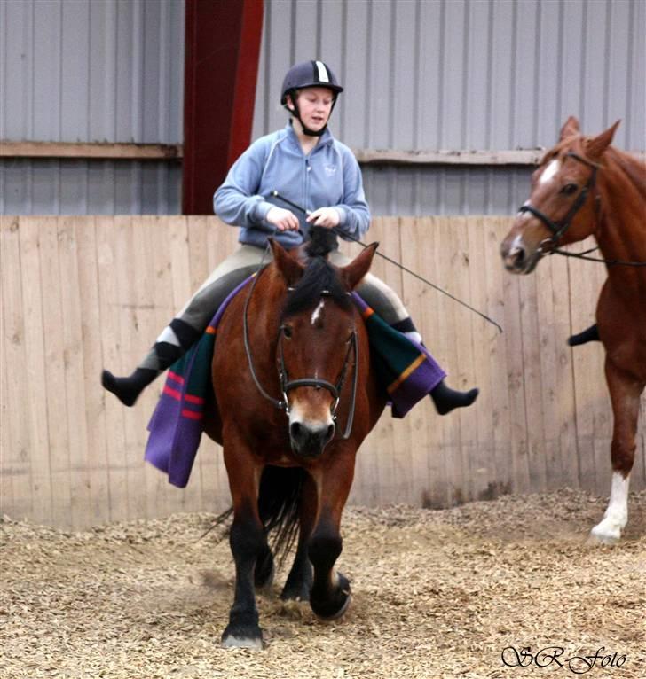 Anden særlig race Tulle *Gammel part* - Hygge dag  billede 6