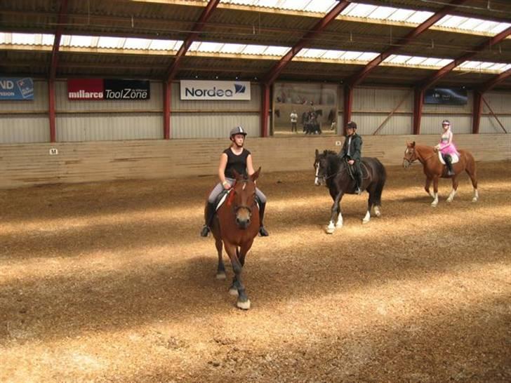 Anden særlig race Tulle *Gammel part* billede 10