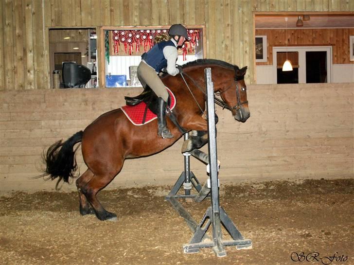 Anden særlig race Tulle *Gammel part* - Nyt! billede 11