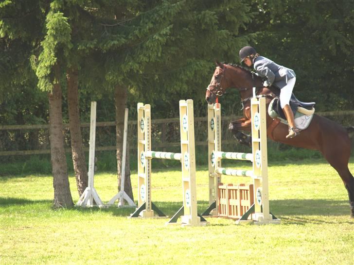 Anden særlig race º• Bastian <3 •º SOLGT - springstævne i dalby: LB. 15.08.08. billede 10