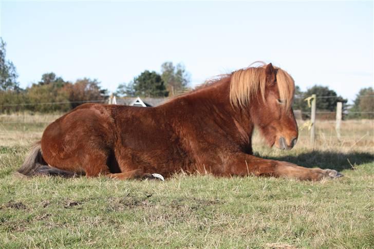 Islænder Freyr fra Tanderup - På Rømø x)<3 Min lækre trold billede 18