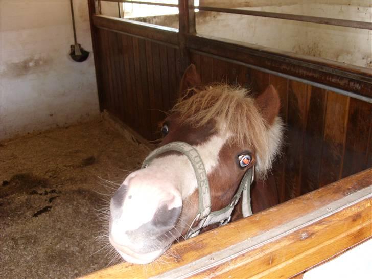 Anden særlig race Jackpot<33 R.I.P  billede 7