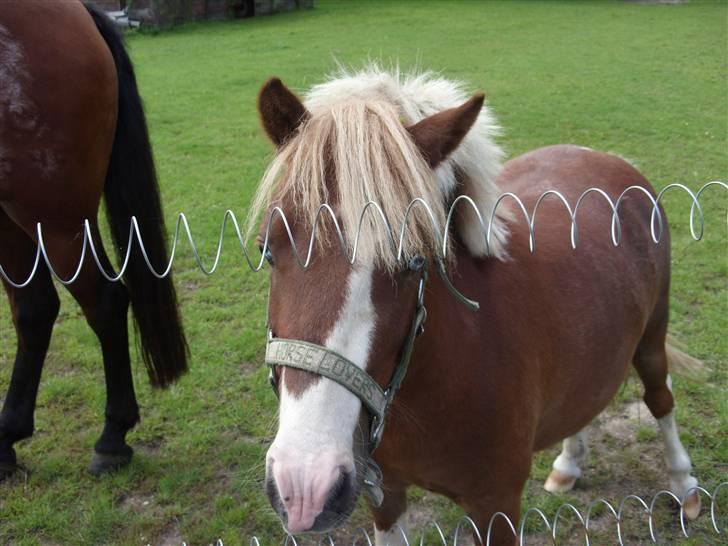 Anden særlig race Jackpot<33 R.I.P  - den smukke på fold.. er han ikke sød.. elsker ham over ALT på den jord. sammen med Casanova  billede 9