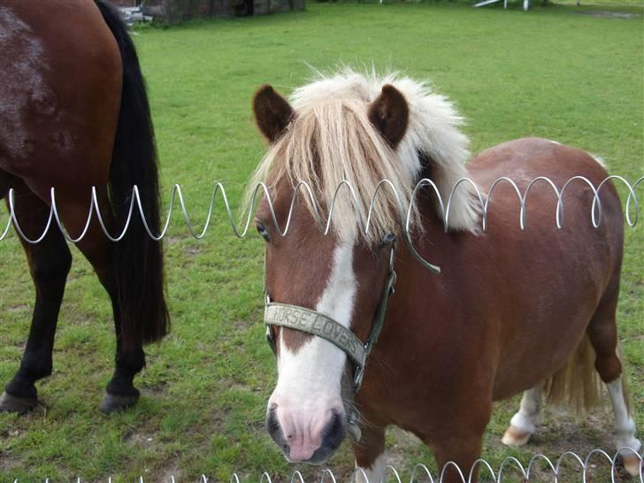 Anden særlig race Jackpot<33 R.I.P  - den smukke på fold igen.. er han ikke cute...  :) billede 10