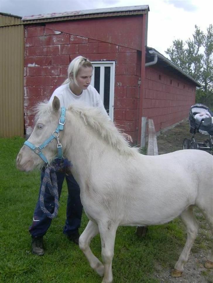 Anden særlig race blue oliver billede 6