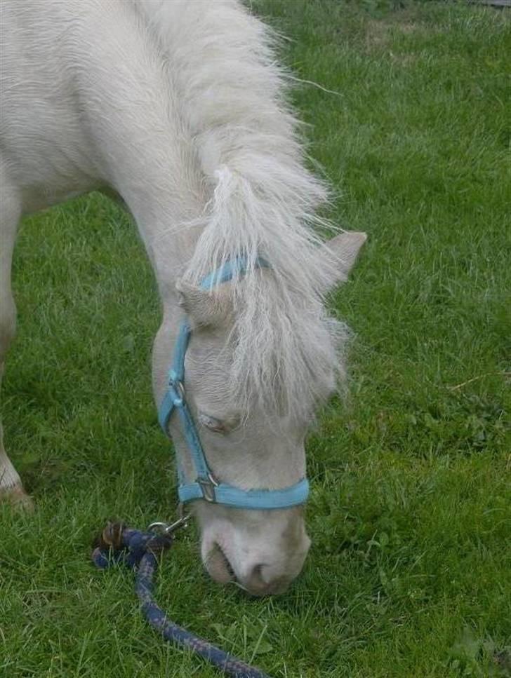 Anden særlig race blue oliver billede 8