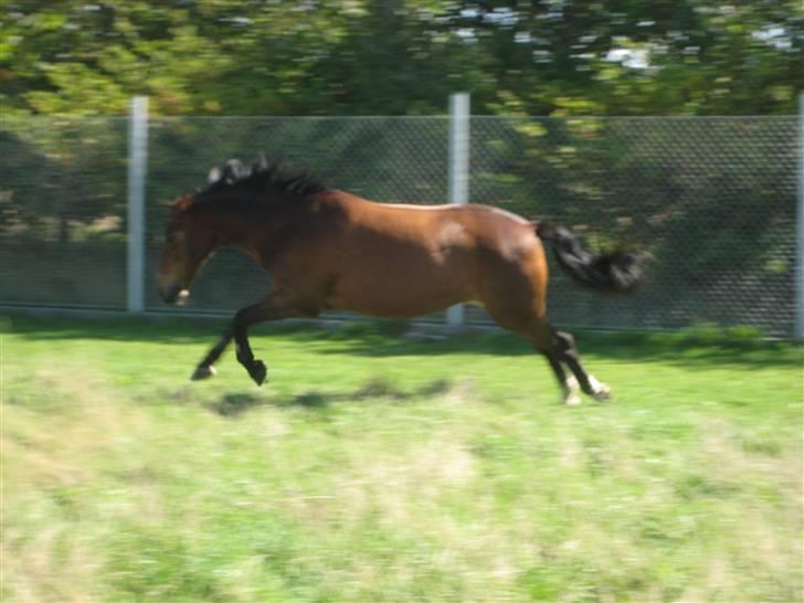 DSP Marengo - SOLGT :'( :'( - Dejlige minder med drengen <3  billede 8