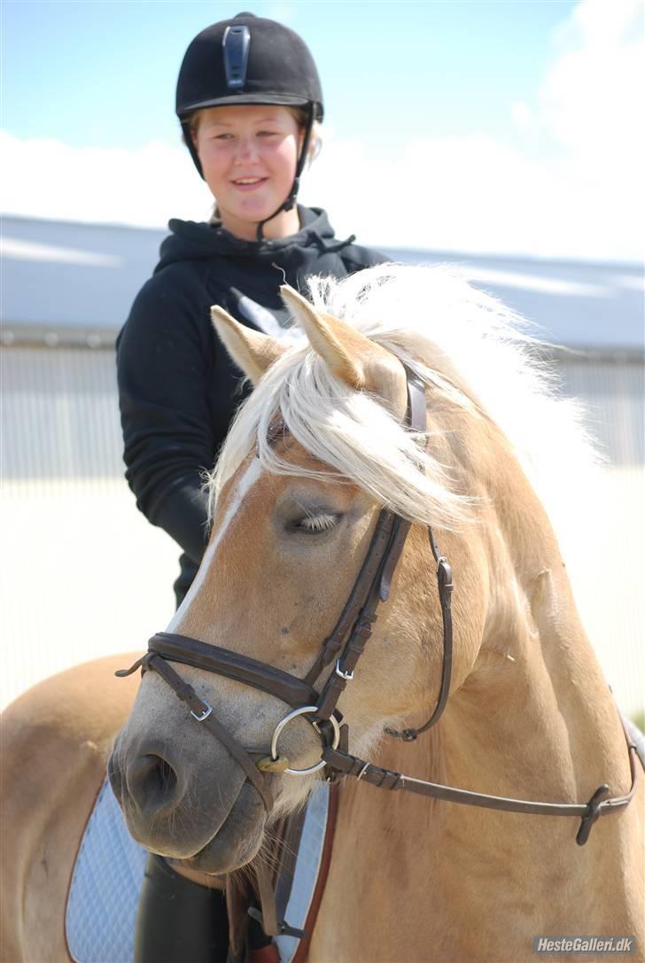 Haflinger Skyttegårdens Agra R.i.P  - Foto: Line Wiegaard billede 12