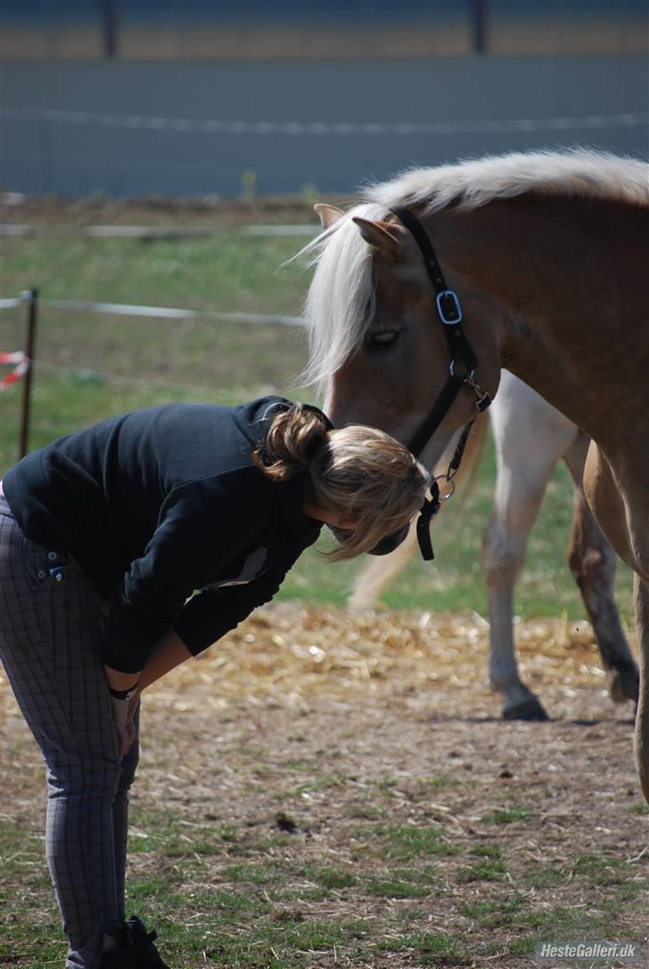 Haflinger Skyttegårdens Agra R.i.P  - Foto: Line Wiegaard billede 13