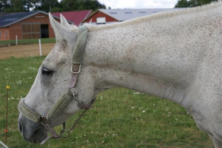 Anden særlig race Sølvstenens Sheik *solgt* - Flot profil ;o) billede 3